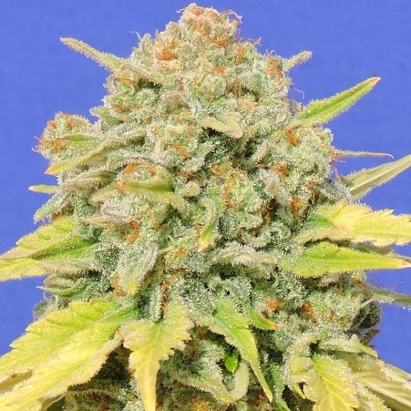 Zkittlez (Original Sensible) Feminiserede
