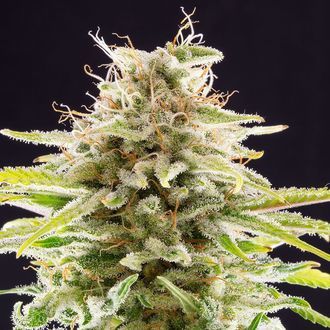 Super OG Kush (Kannabia) Feminiserede