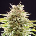 Super OG Kush (Kannabia) Feminiserede