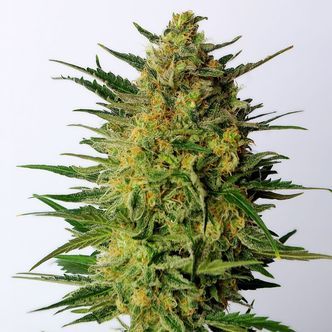 Super AK (Kannabia) feminiserede cannabisfr&oslash;