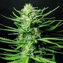 Cinderellas (Sumo Seeds) Feminiserede