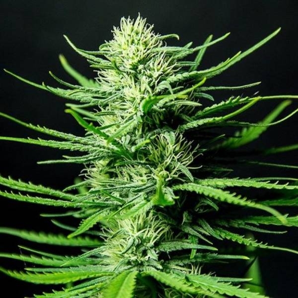 Cinderellas (Sumo Seeds) Feminiserede