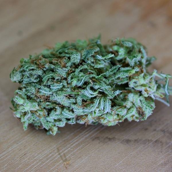 Cinderellas (Sumo Seeds) Feminiserede