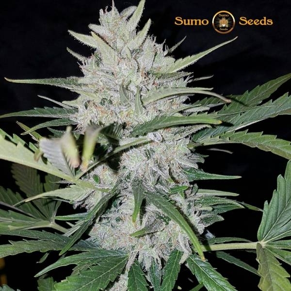 White Cheese Auto (Sumo Seeds) Feminiserede