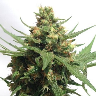 Sumo's OG Kush Auto (Sumo Seeds) Feminiserede