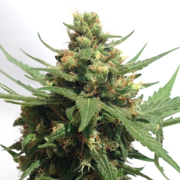 Sumo's OG Kush Auto (Sumo Seeds) Feminiserede