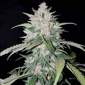 AK Full Auto (Sumo Seeds) Feminiserede