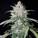 AK Full Auto (Sumo Seeds) Feminiserede