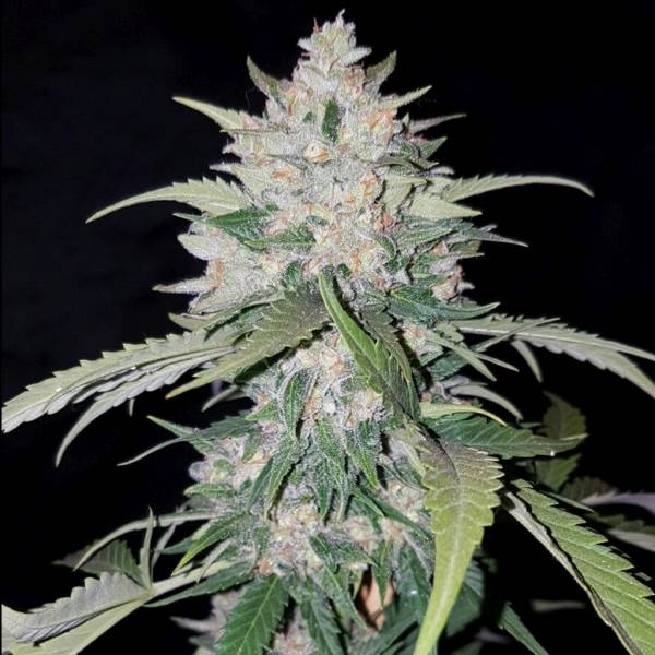 AK Full Auto (Sumo Seeds) Feminiserede