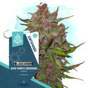 Auto Purple CousKush (Zamnesia Seeds) Feminiserede