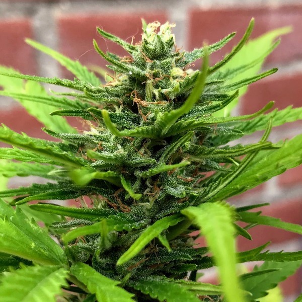 Auto Anthrax (BSB Genetics) Feminiseret