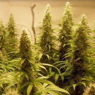 Cali Dream (BSB Genetics) Feminiserede