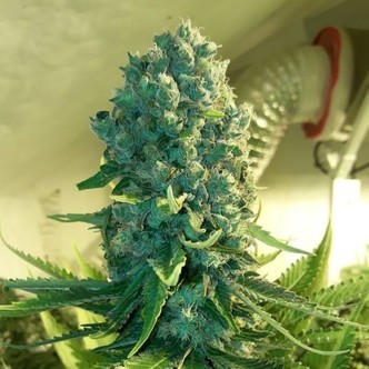 Cali Dream (BSB Genetics) feminiserede cannabisfr&oslash;