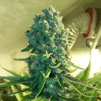 Cali Dream (BSB Genetics) Feminiserede