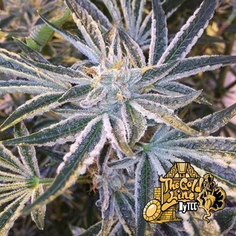 Fruit Tree (Cali Connection) feminiserede