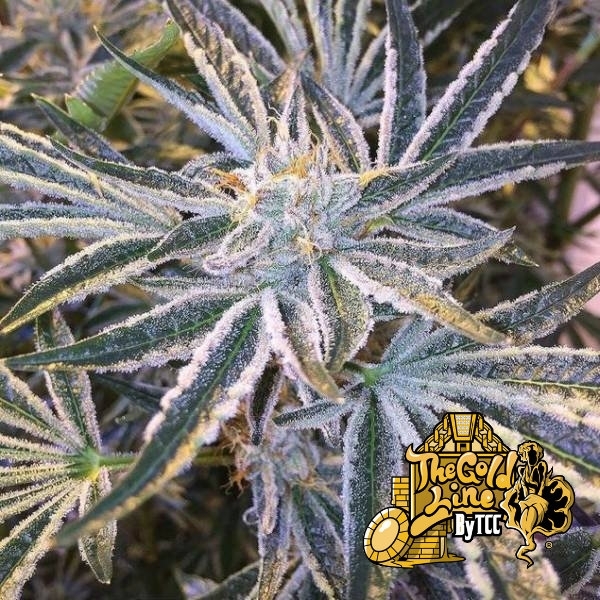 Fruit Tree (Cali Connection) Feminiserede