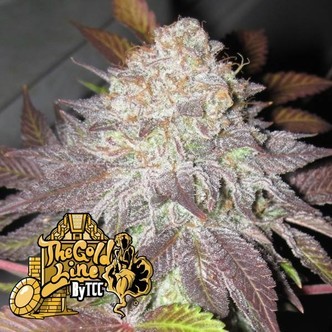 Fruit Cup (Cali Connection) feminiserede