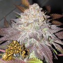 Fruit Cup (Cali Connection) Feminiserede
