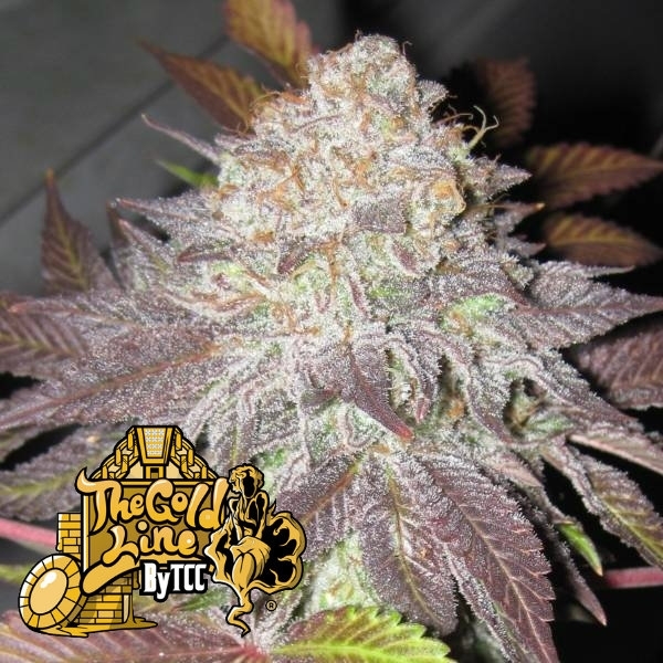 Fruit Cup (Cali Connection) Feminiserede