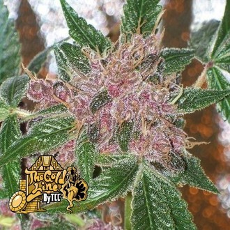 Cherries Jubilee (Cali Connection) Feminiserede