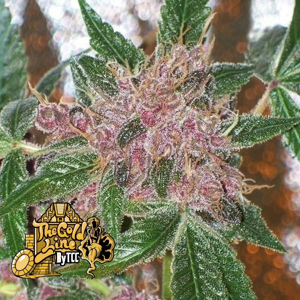 Cherries Jubilee (Cali Connection) Feminiserede