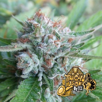 Bellini (Cali Connection) feminiserede cannabisfr&oslash;