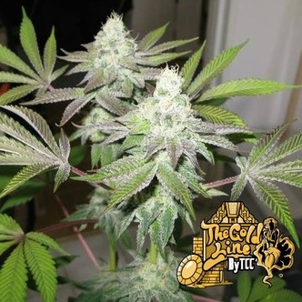78 (Cali Connection) feminiserede