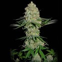 Silver Buddha Haze (Sumo Seeds) Feminiserede