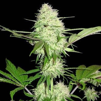 Silver Buddha Haze (Sumo Seeds) Feminiserede