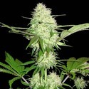 Silver Buddha Haze (Sumo Seeds) Feminiserede