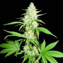 Amnesia Ganja Haze (Sumo Seeds) Feminiserede