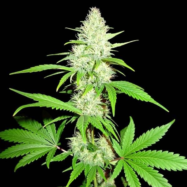 Amnesia Ganja Haze (Sumo Seeds) Feminiserede