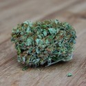 Amnesia Ganja Haze (Sumo Seeds) Feminiserede