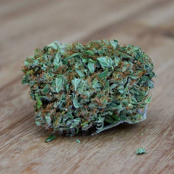 Amnesia Ganja Haze (Sumo Seeds) Feminiserede
