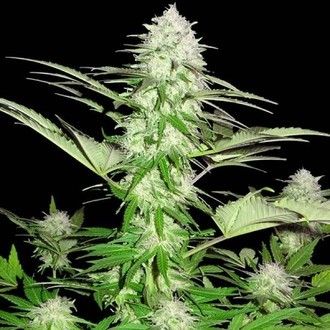 Sweet Harlem Diesel (Sumo Seeds) Feminiserede