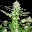 Sweet Harlem Diesel (Sumo Seeds) Feminiserede