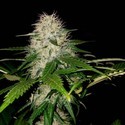 Sumo's OG Kush (Sumo Seeds) Feminiserede