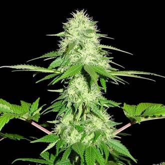 Appleberry (Sumo Seeds) Feminiserede