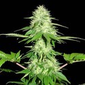 Appleberry (Sumo Seeds) Feminiserede