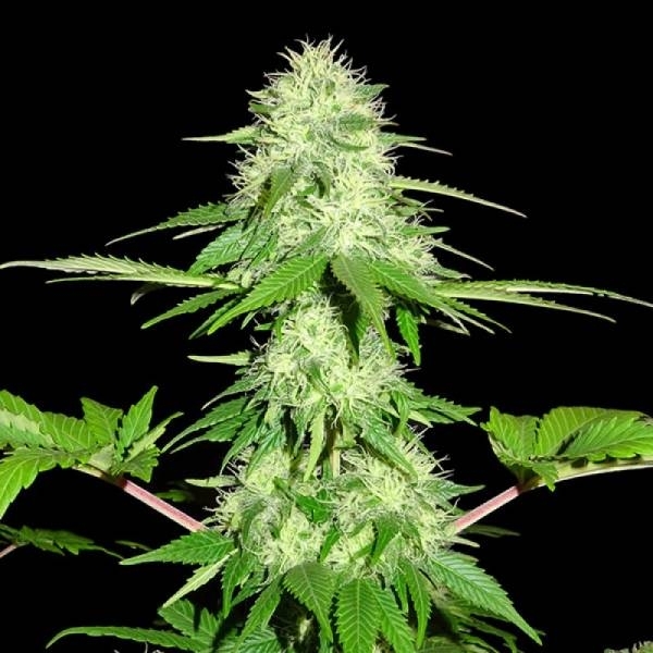 Appleberry (Sumo Seeds) Feminiserede