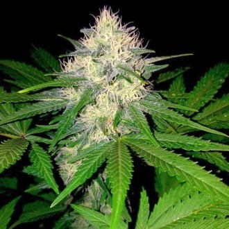 Berries & Cheese (Sumo Seeds) Feminiserede