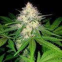 Berries & Cheese (Sumo Seeds) Feminiserede