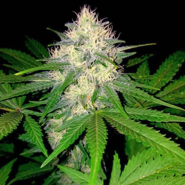 Berries & Cheese (Sumo Seeds) Feminiserede