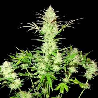 Ultimate AK (Sumo Seeds) Feminiserede