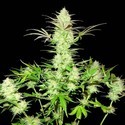 Ultimate AK (Sumo Seeds) Feminiserede