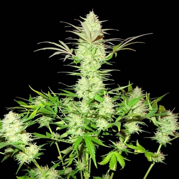 Ultimate AK (Sumo Seeds) Feminiserede