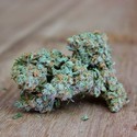 Ultimate AK (Sumo Seeds) Feminiserede