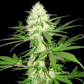 Sumo's Big Bud (Sumo Seeds) Feminiserede