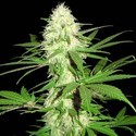 Sumo's Big Bud (Sumo Seeds) Feminiserede