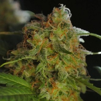 Sumo's Big Bud (Sumo Seeds) Feminiserede